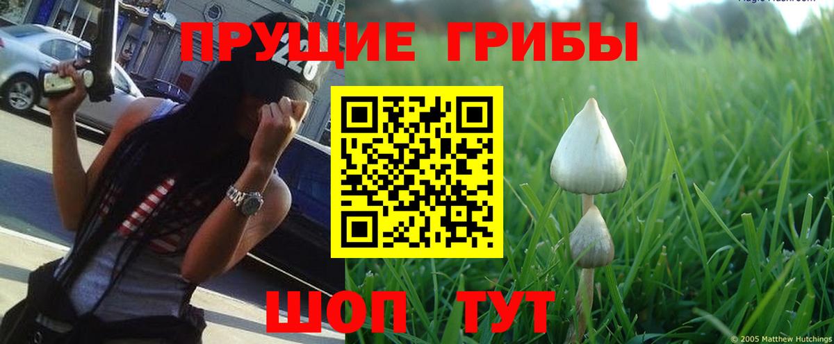 Галлюциногенные грибы GOLDEN TEACHER Кубинка